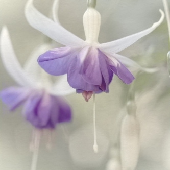 T�h�e� �F�u�c�h�s�i�a�'�s�&�n�b�s�p�;�B�r�i�g�h�t���. Keywords: Andy Morley;f�u�c�h�s�i�a�;�p�u�r�p�l�e�;�w�h�i�t�e�;�f�l�o�w�e�r���